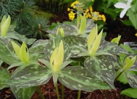 trillium luteum2